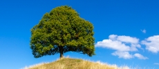 Hinterarni Alp, Baum