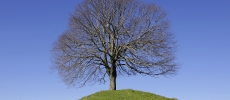 Baum, Hinterarni-Alp, Wasen, Sumiswald, Bern