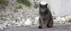 Katze, Steinhof SO