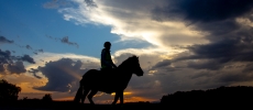 Wiggiswil, Sonnenuntergang, Pferd