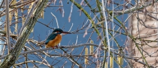 Eisvogel am Oberburgbach