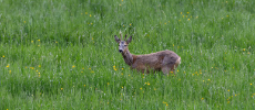 Tiere